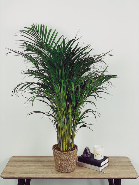 Areca Palm Care Guide – Quirky Plants