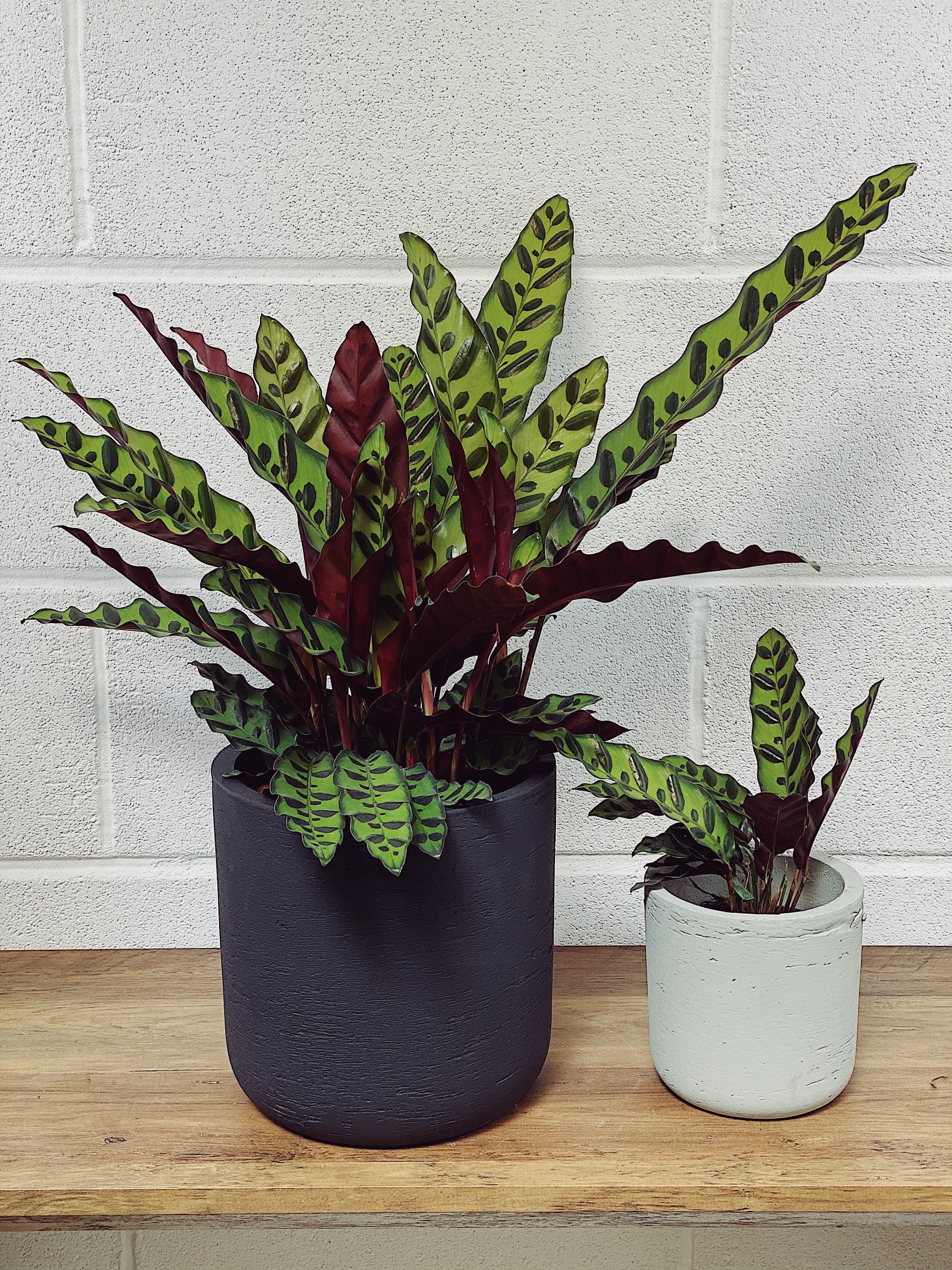 Calathea: How to Grow and Care for Calathea Plants Indoors