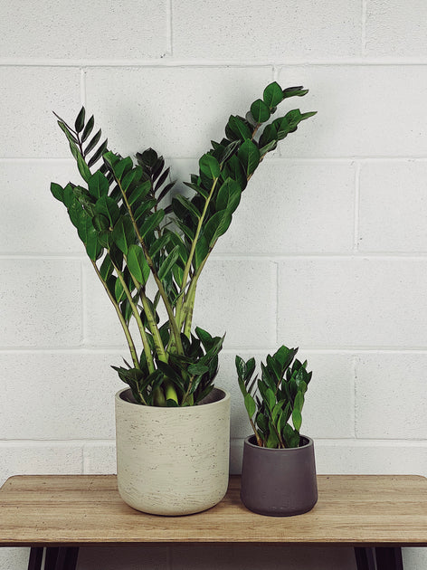 Zamioculcas Zamiifolia Care Guide – Quirky Plants